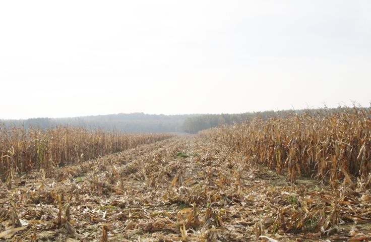 Działka rolna 19 800 m² w Nowej Jamce – prostokątny teren Nowa Jamka  19 800m2 Foto 1