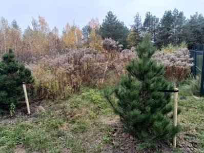 Borowo I, ul. Ogrodowa | 1092 m² | Ogrodzona | Prąd i woda na działce Koluszki  1 092m2 Foto 1