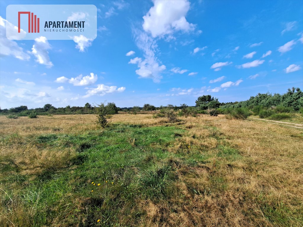 Działka gospodarstwo rolne na sprzedaż Szczenurze  10 000m2 Foto 2