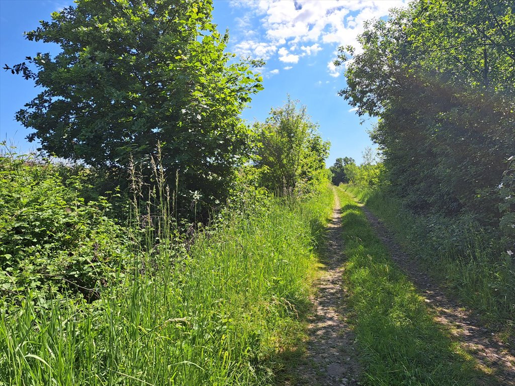 Działka leśna na sprzedaż Podniebyle  6 089m2 Foto 2