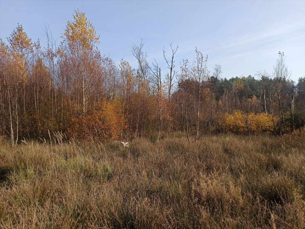 Działka budowlana na sprzedaż Leśniewo, Pucka  4 665m2 Foto 5