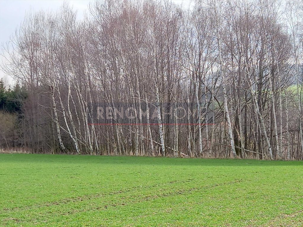 Działka budowlana na sprzedaż Witoszów Górny  1 518m2 Foto 4
