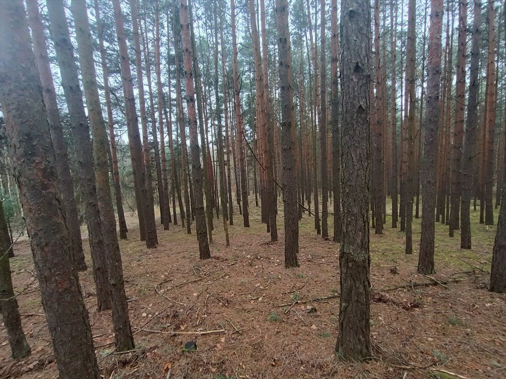 Działka leśna na sprzedaż Gorzakiew  27 000m2 Foto 12