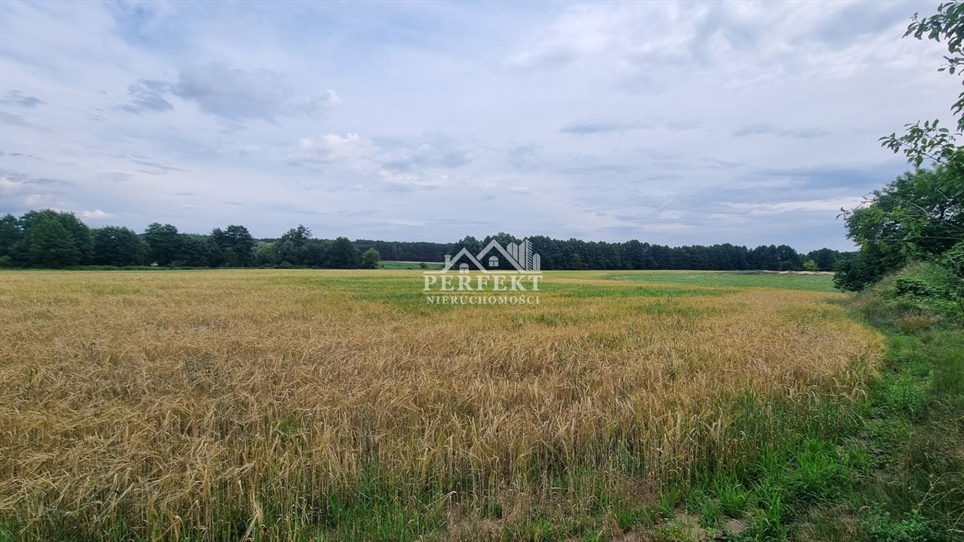 Działka leśna na sprzedaż Gniewkowo  79 600m2 Foto 1