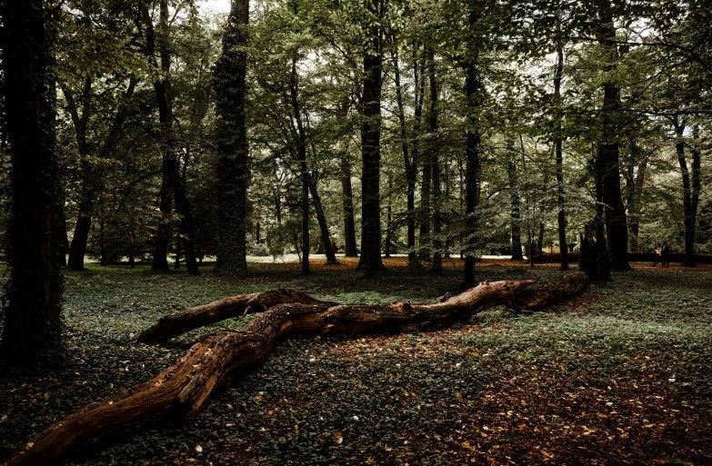 Mieszkanie trzypokojowe na sprzedaż Wrocław, Zalesie, Szczytnicka  78m2 Foto 5