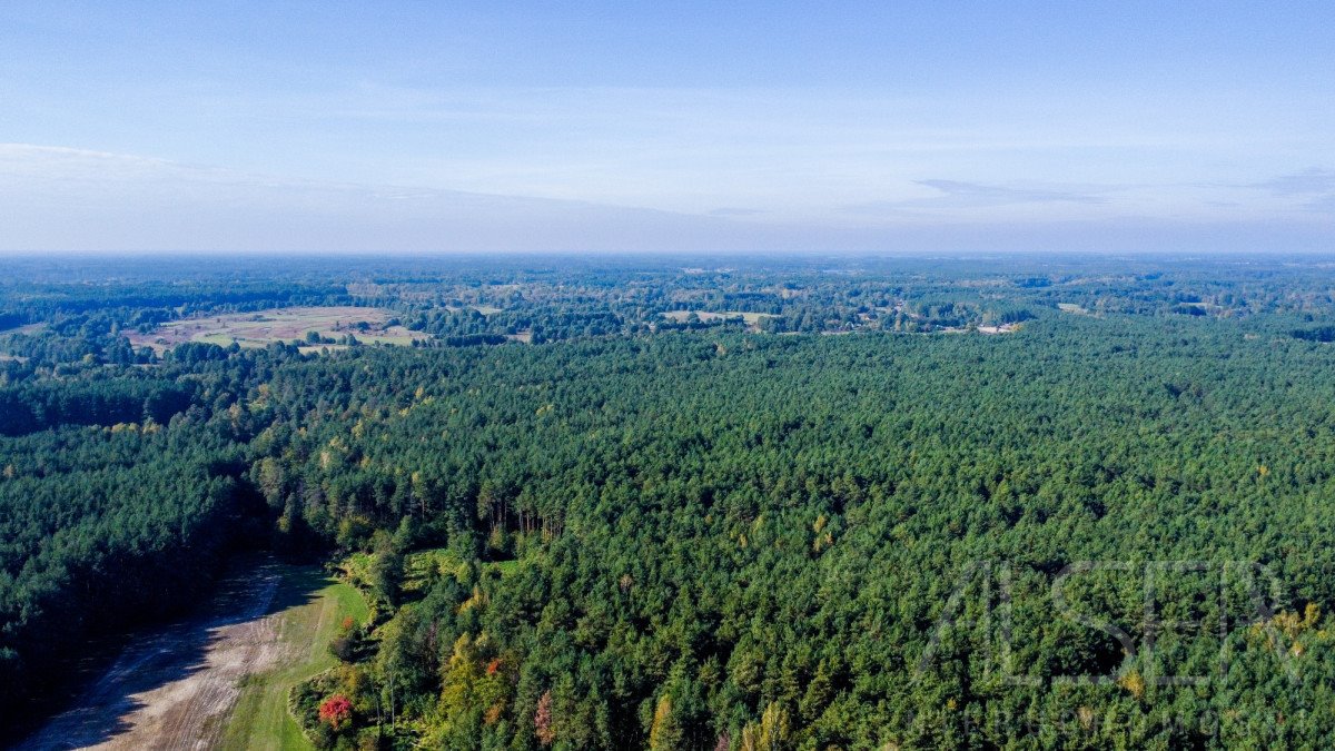 Działka leśna na sprzedaż Michałowo  36 000m2 Foto 7