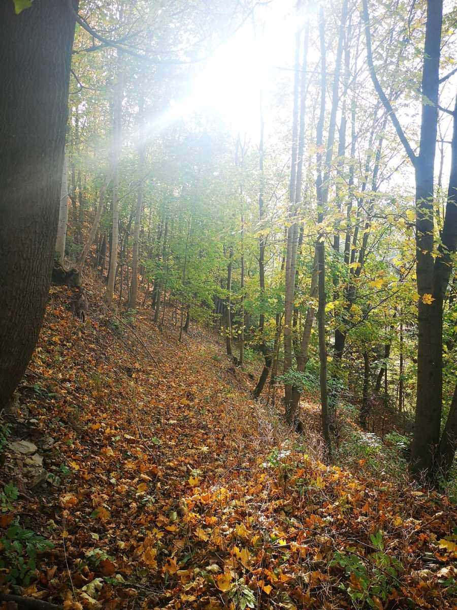 Działka inna na sprzedaż Lewin Kłodzki, Jeleniów  1m2 Foto 3