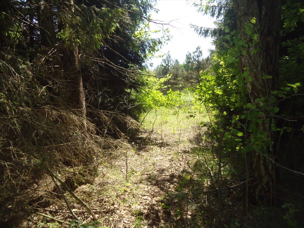 Na sprzedaż działka 4100 m² z domem letniskowym w Białym Ługu Biały Ług, Biały Ług, Zielonych Sosen  4 100m2 Foto 1