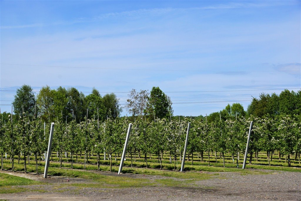 Dom na sprzedaż Wincentów  240m2 Foto 19