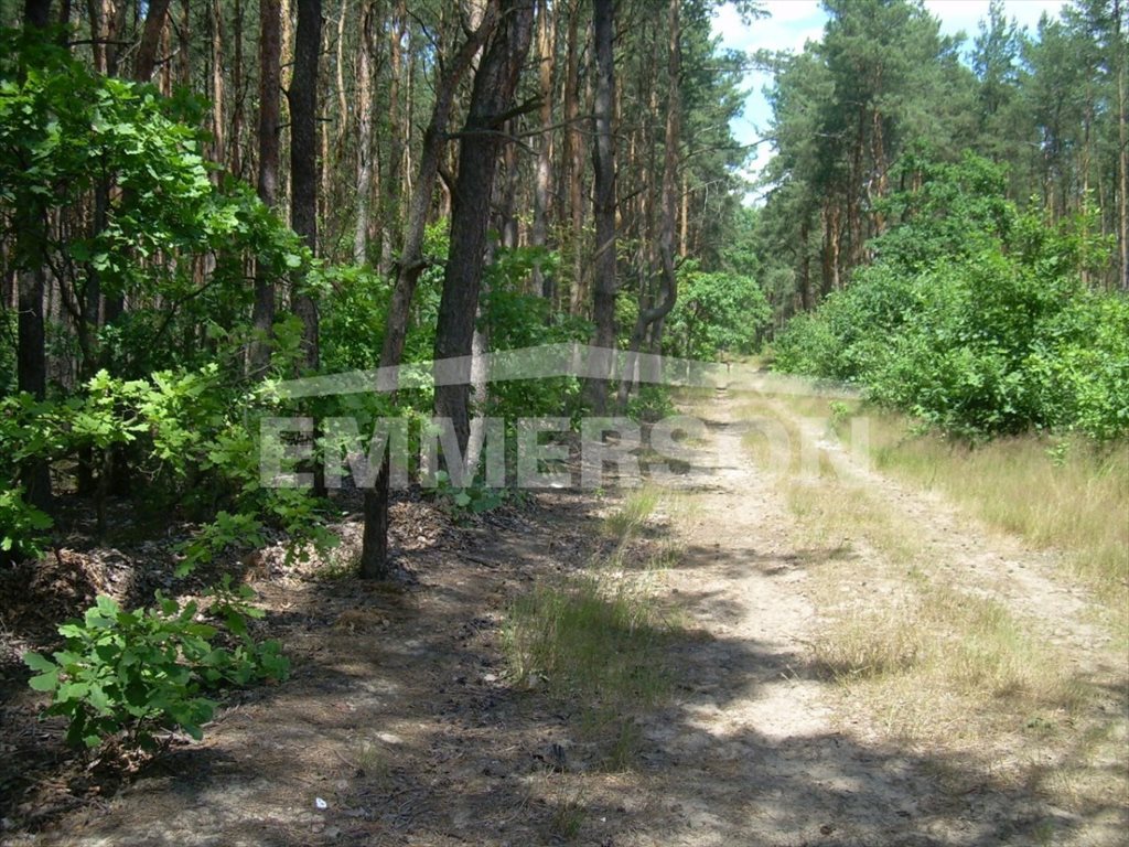 Działka leśna na sprzedaż Hornówek, Malinowa  2 000m2 Foto 3