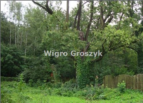 Działka z drzewami pomnikowymi w Marysinie Wawerskim - polecam Warszawa, Wawer, Marysin Wawerski  3 450m2 Foto 1