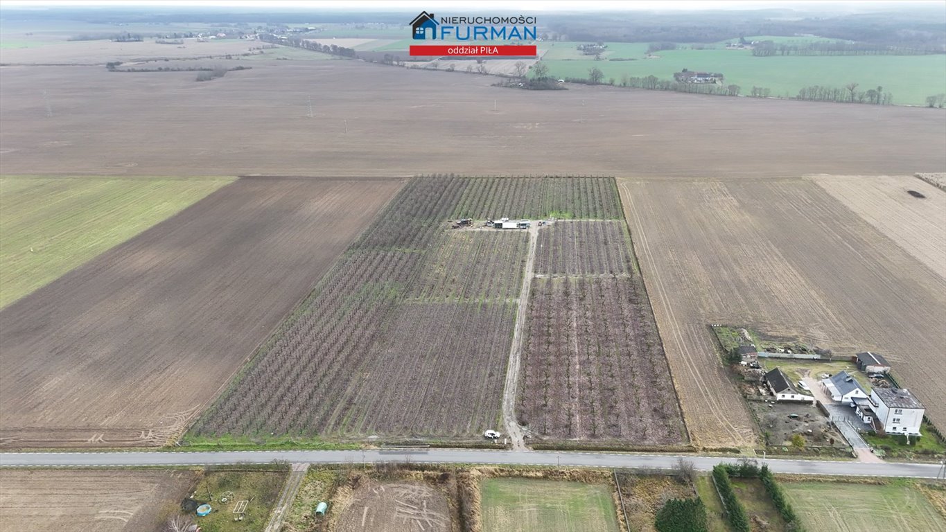 Sprzedam działkę z gotowym sadem czereśniowym i pełnym wyposażeniem Podanin  4 126m2 Foto 1