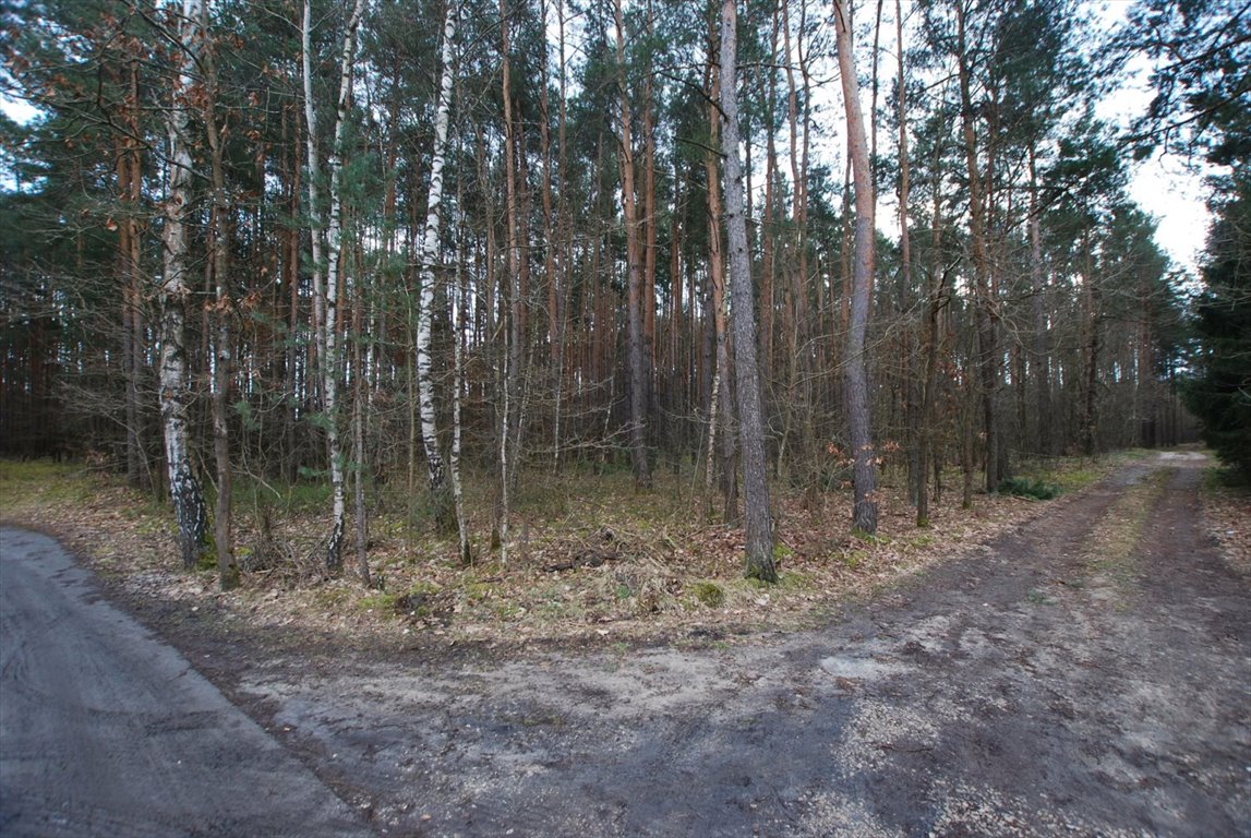 Działka leśna na sprzedaż Daleszyce, Marzysz  8 600m2 Foto 1