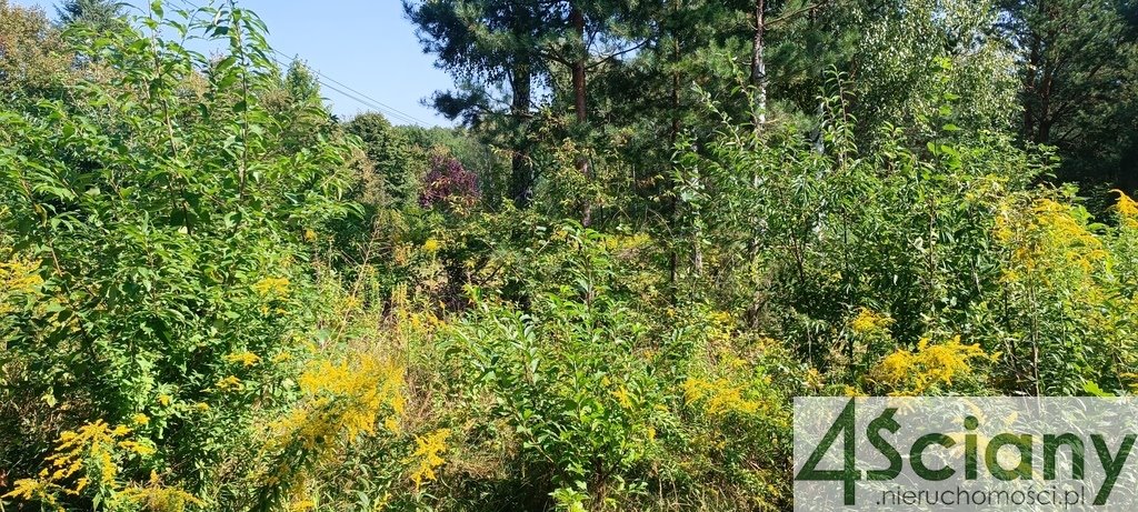 Działka budowlana na sprzedaż Zalesie  16 500m2 Foto 3