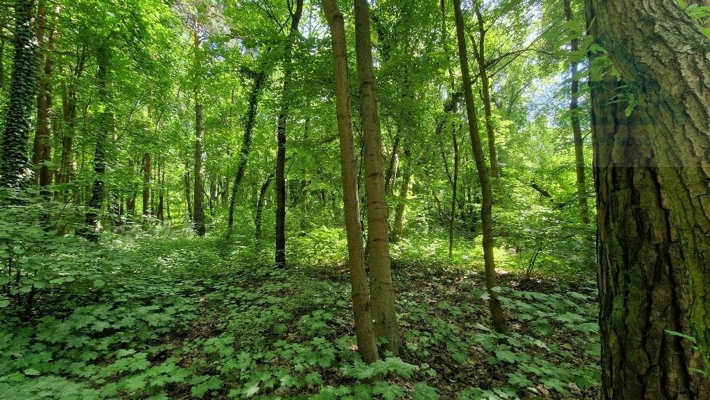 Działka leśna na sprzedaż Konstancin-Jeziorna  2 550m2 Foto 4