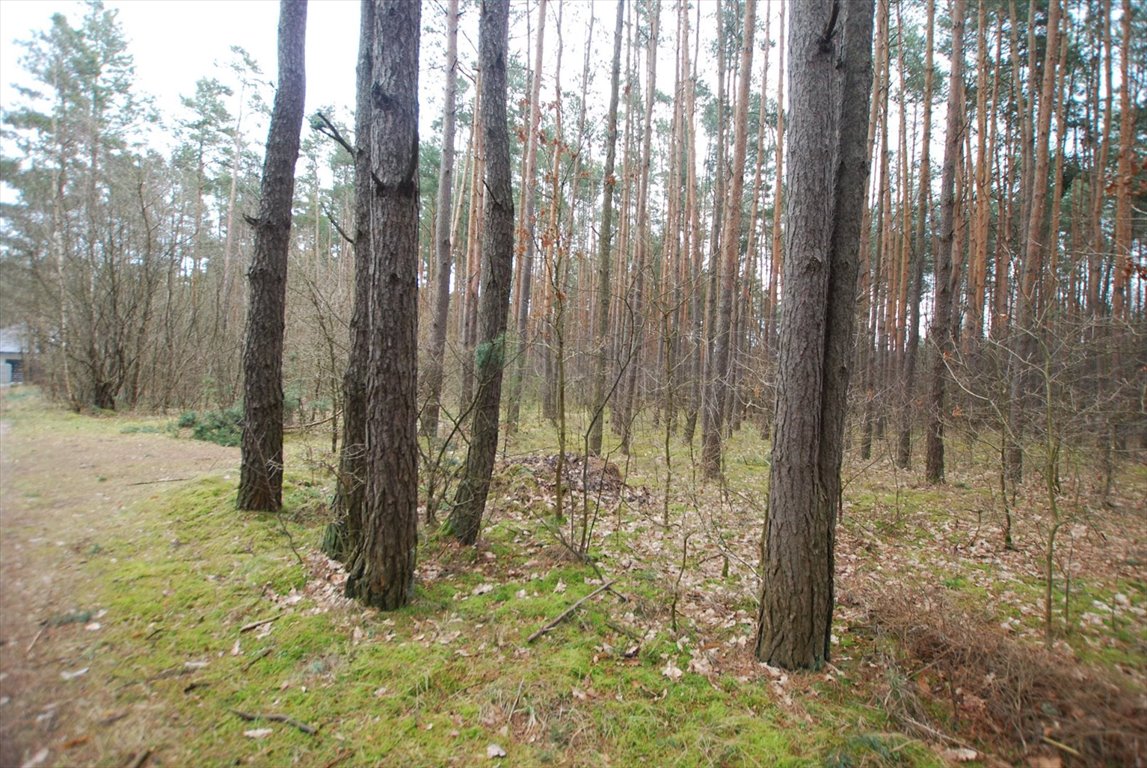 Działka leśna na sprzedaż Daleszyce, Marzysz  8 600m2 Foto 3