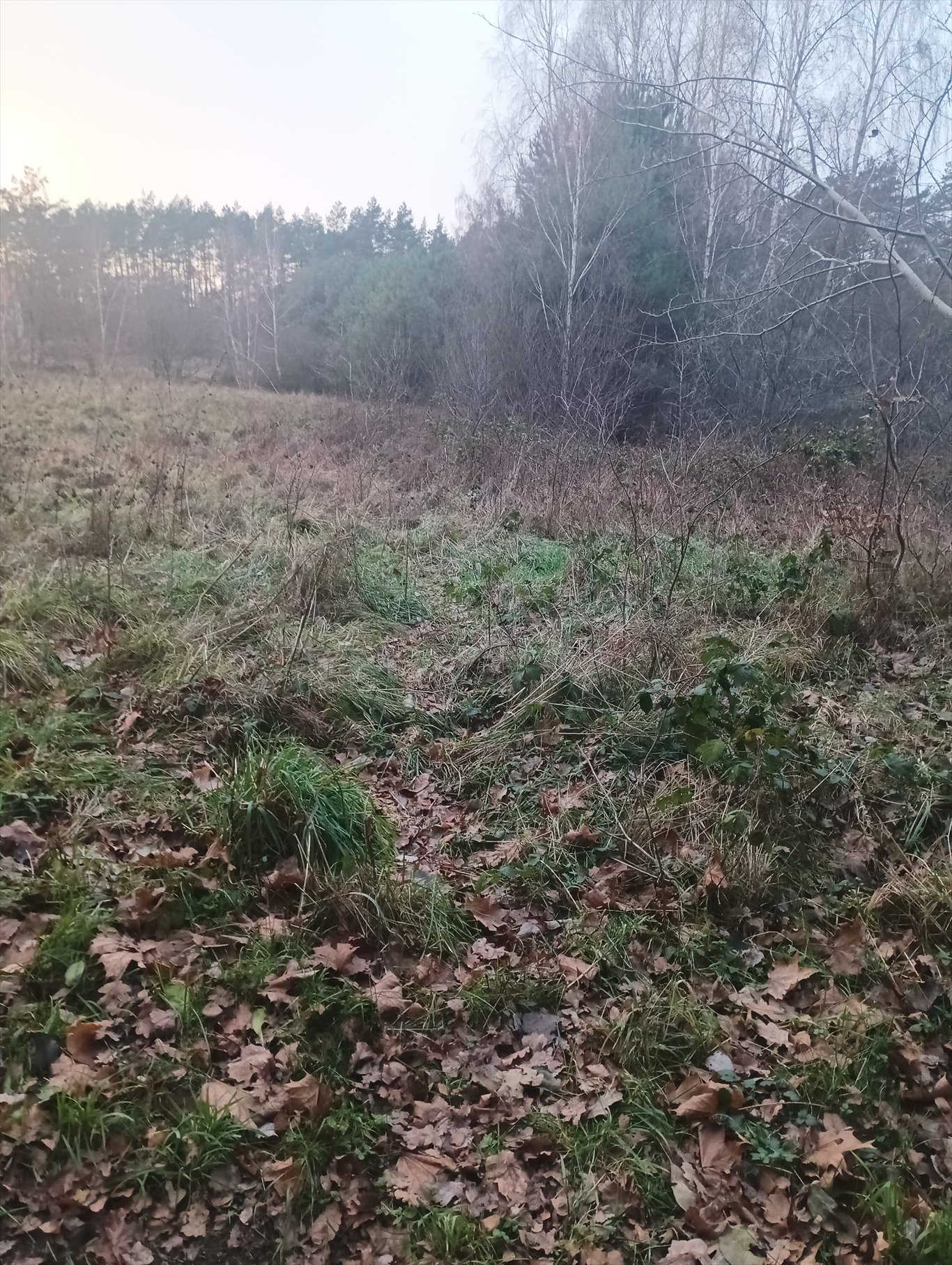 Do sprzedania działka 5000 m² z mediami i drzewami Opatówek  5 000m2 Foto 1