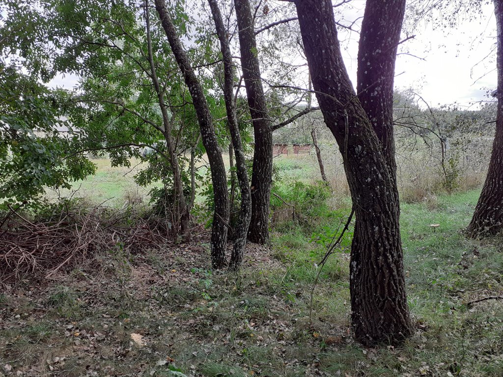 Działka budowlana na sprzedaż Laski  2 500m2 Foto 3