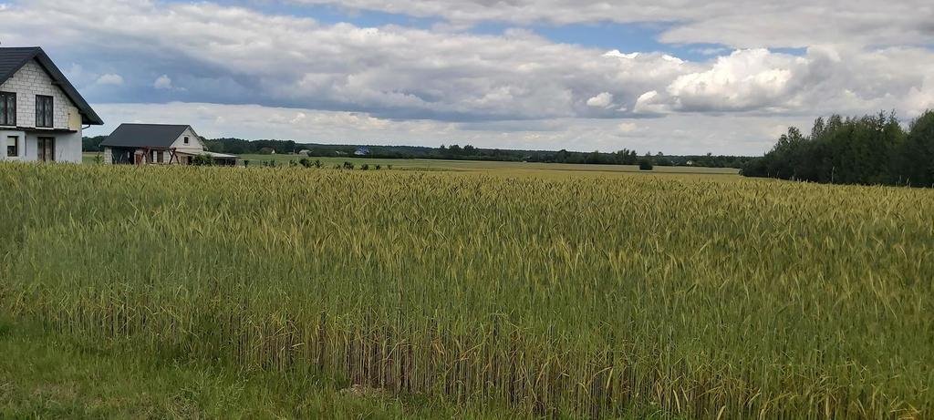 Ustawna działka budowlana 30 arów z mediami, do negocjacji Starościn  3 000m2 Foto 1