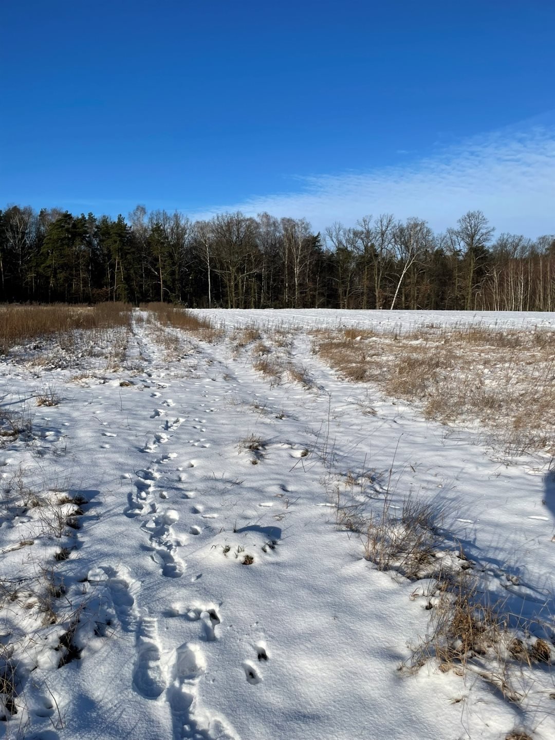 Działka budowlana na sprzedaż Kowalewko, Szyjki  1 070m2 Foto 4