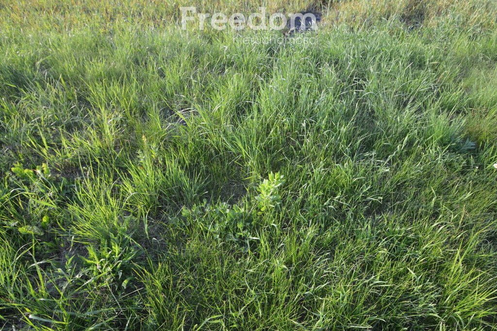 Działka budowlana na sprzedaż Jełowa, Opolska  2 500m2 Foto 1