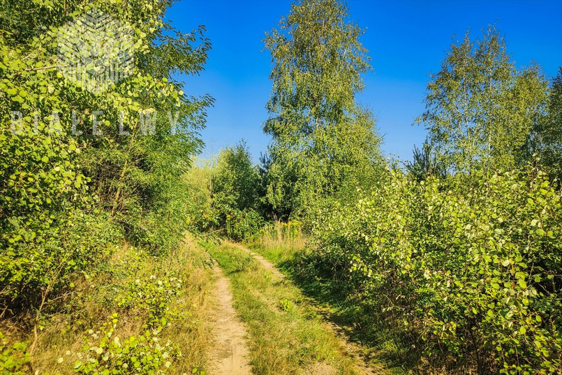 Działka budowlana na sprzedaż Borchówka  78 647m2 Foto 5