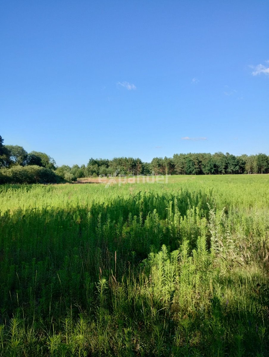 Działka rolna na sprzedaż Blinno  12 200m2 Foto 3