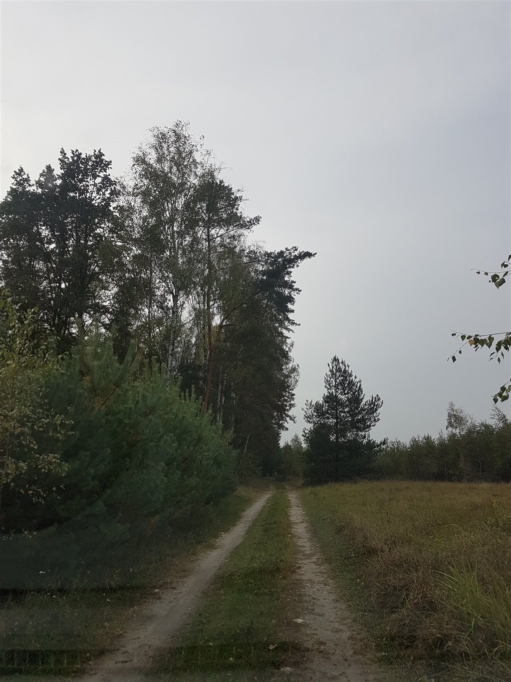 Działka leśna na sprzedaż Bałdrzychów  21 000m2 Foto 5