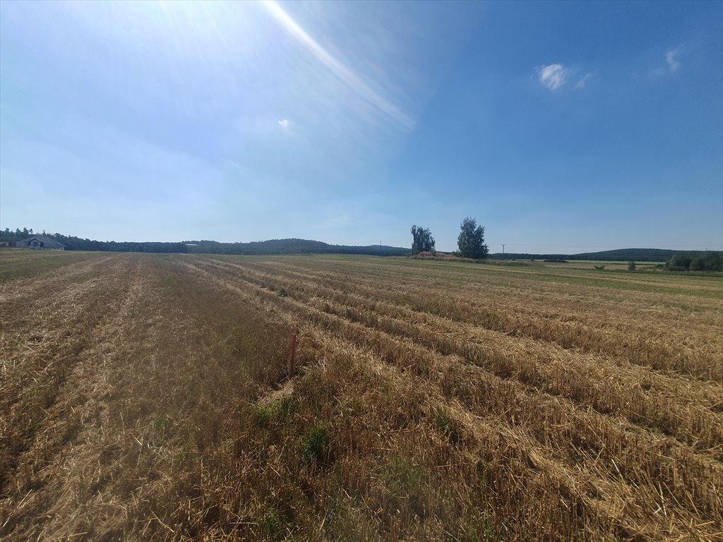 Zdjęcie 7