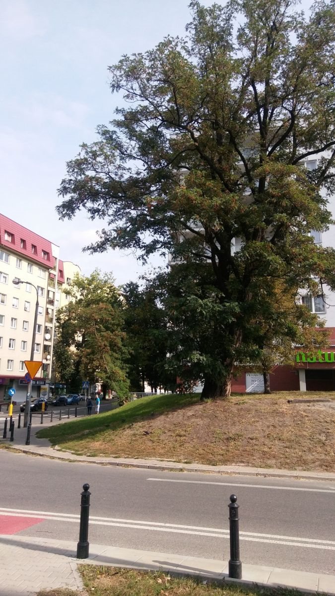 Duży lokal na Pradze z dwoma wejściami, 180 m2, potencjał! Warszawa, Praga, Wileńska  247m2 Foto 1