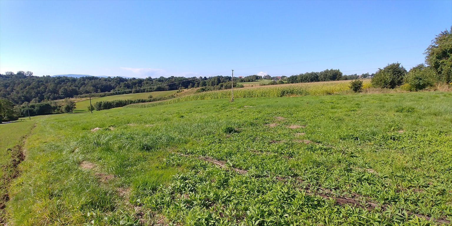 Działka budowlana na sprzedaż Bieńkowice  6 000m2 Foto 1