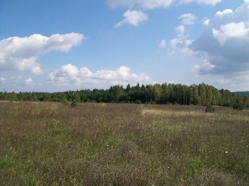 8 ha działki w Wręczycy Wielkiej z możliwością zabudowy WRĘCZYCA WIELKA, Grodzisko  87 461m2 Foto 1