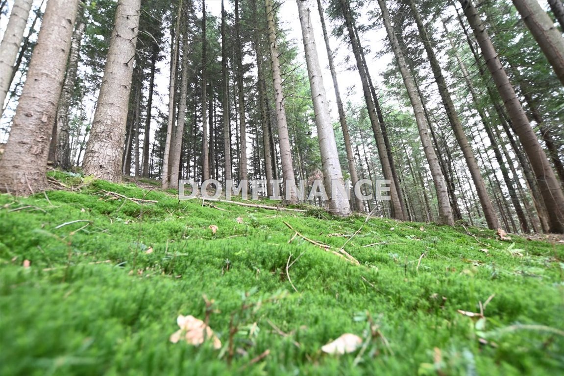 Działka leśna na sprzedaż Kołkówka  10 400m2 Foto 3