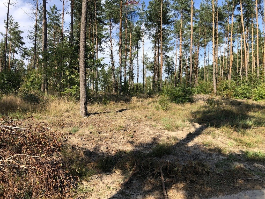 Działka budowlana na sprzedaż Wygoda  3 412m2 Foto 2