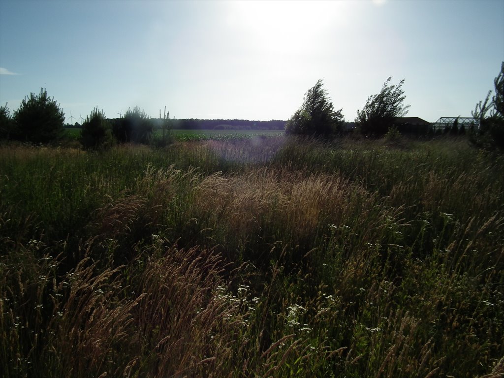 Działka budowlana na sprzedaż czarkow, koło wielowsi, rozana  750m2 Foto 8