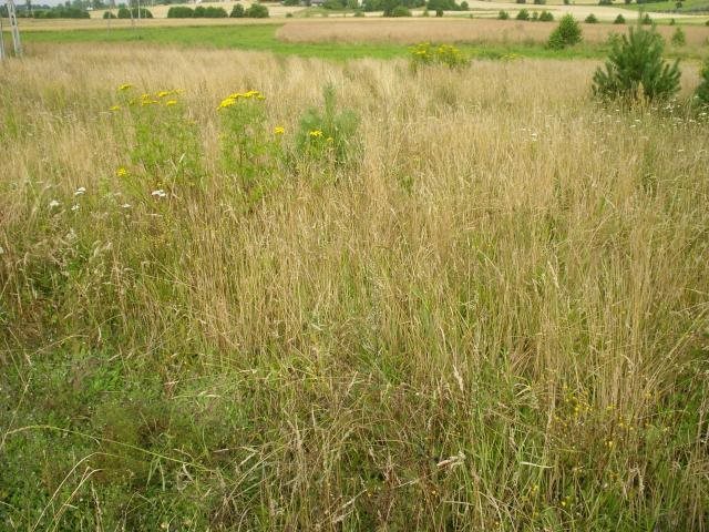 Działka budowlana na sprzedaż Dobrzewino, DOBRZEWINO, Polna 1 000m2 Foto 1 Działka budowlana na sprzedaż Dobrzewino, DOBRZEWINO, Polna 1 000m2 Foto 1