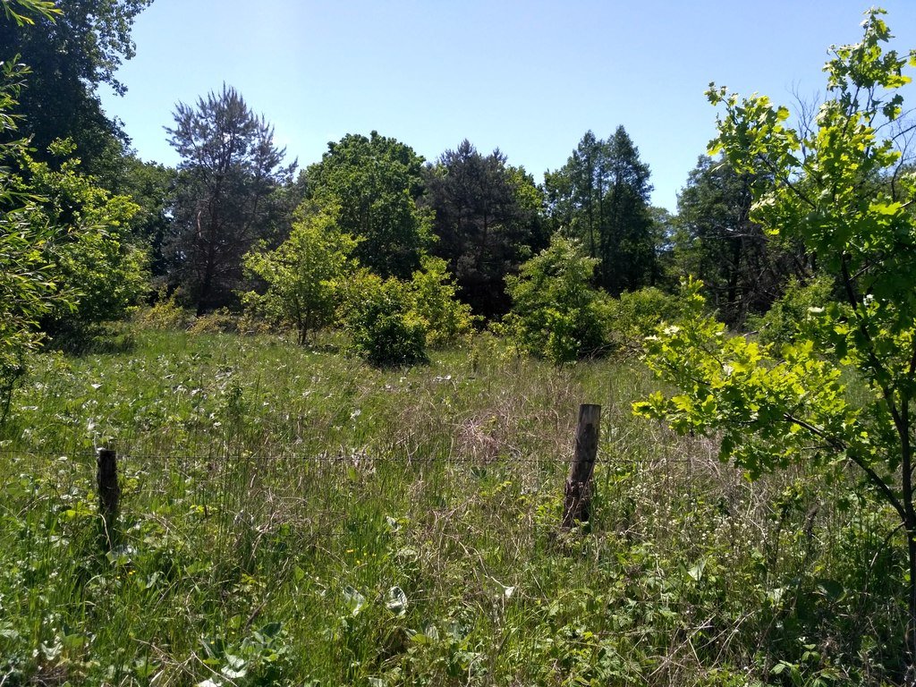 Działka rekreacyjna na sprzedaż Kuligów  25 000m2 Foto 6