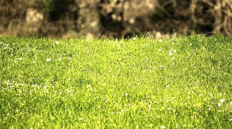 Działka budowlana na sprzedaż Białystok, Dojlidy Górne 1 000m2 Foto 1 Działka budowlana na sprzedaż Białystok, Dojlidy Górne 1 000m2 Foto 1