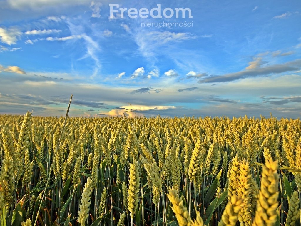 Działka rolna na sprzedaż Kuźnica Katowska  53 500m2 Foto 1