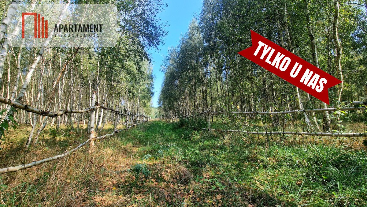 Działka 1266 m² w lesie (15 min od Gniezna) Strzyżewo Paczkowe  1 266m2 Foto 1