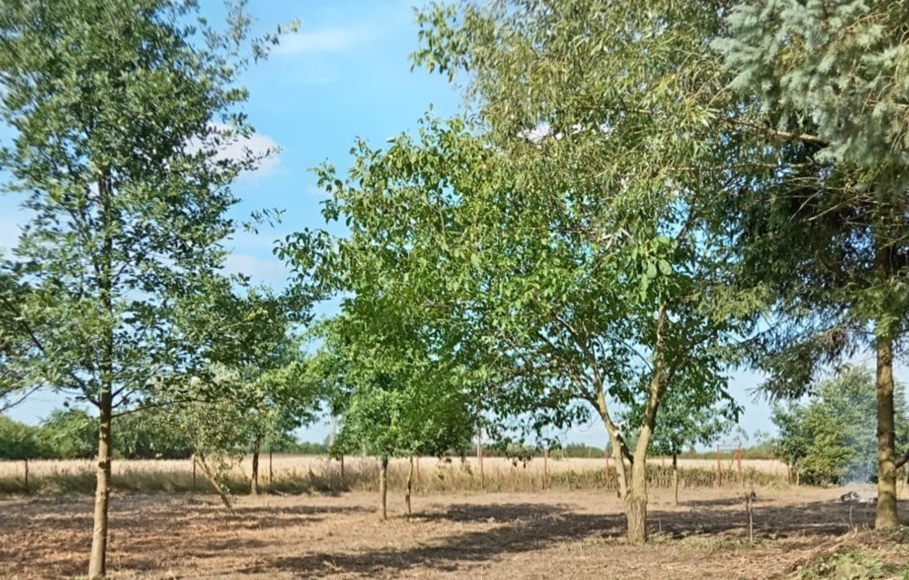 Działka rekreacyjna na sprzedaż Dąbrówka Zabłotnia  3 000m2 Foto 3