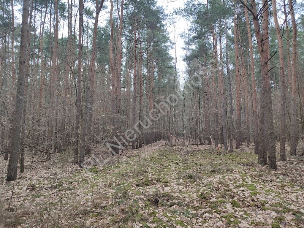 Działka budowlana na sprzedaż Siestrzeń  2 327m2 Foto 5