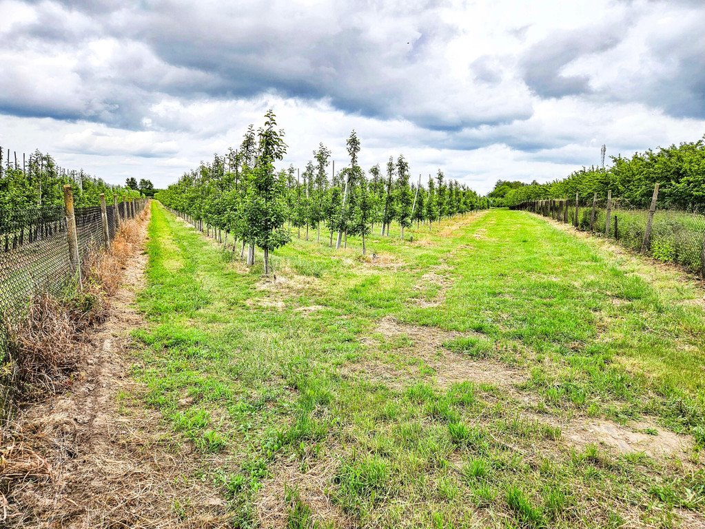 Działka 39 800 m² z sadem i chłodnią - Narty Rawski: Narty