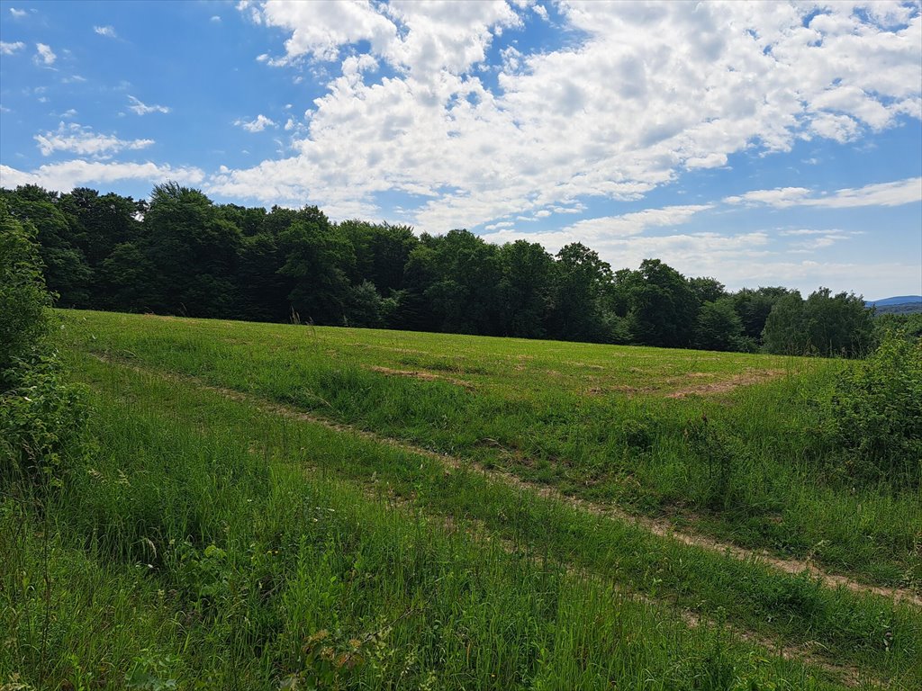 Działka leśna na sprzedaż Podniebyle  6 089m2 Foto 4