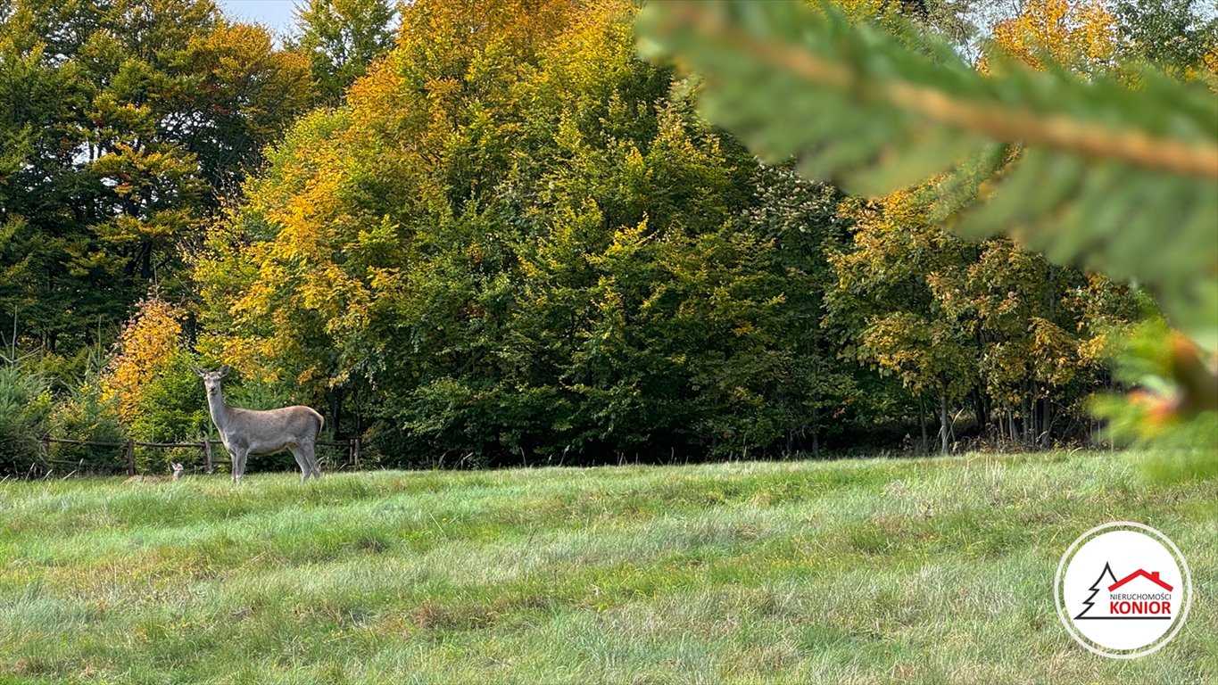 Działka budowlana na sprzedaż Szczyrk, Biła  2 914m2 Foto 8