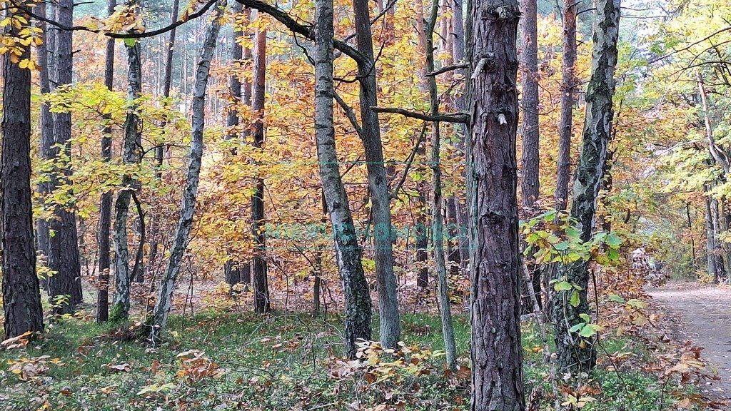 Działka budowlana na sprzedaż Radziejowice  4 297m2 Foto 4