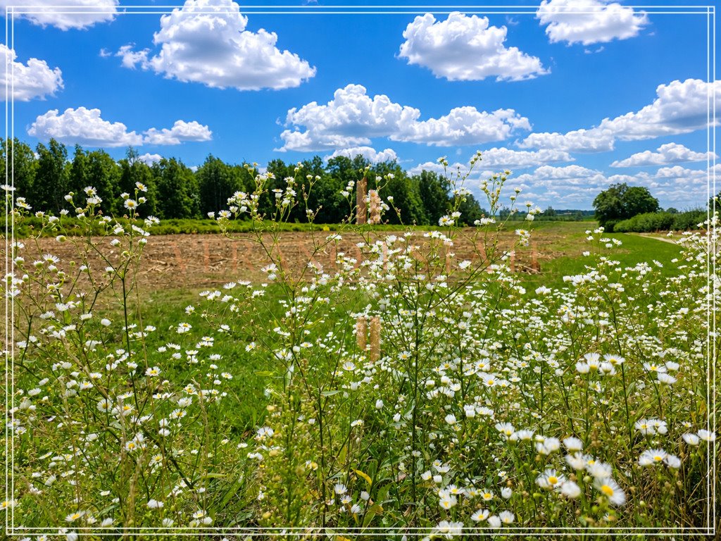 Sprzedam dużą działkę 22 800 m² w Paplinku z potencjałem podziału Paplinek  22 800m2 Foto 1