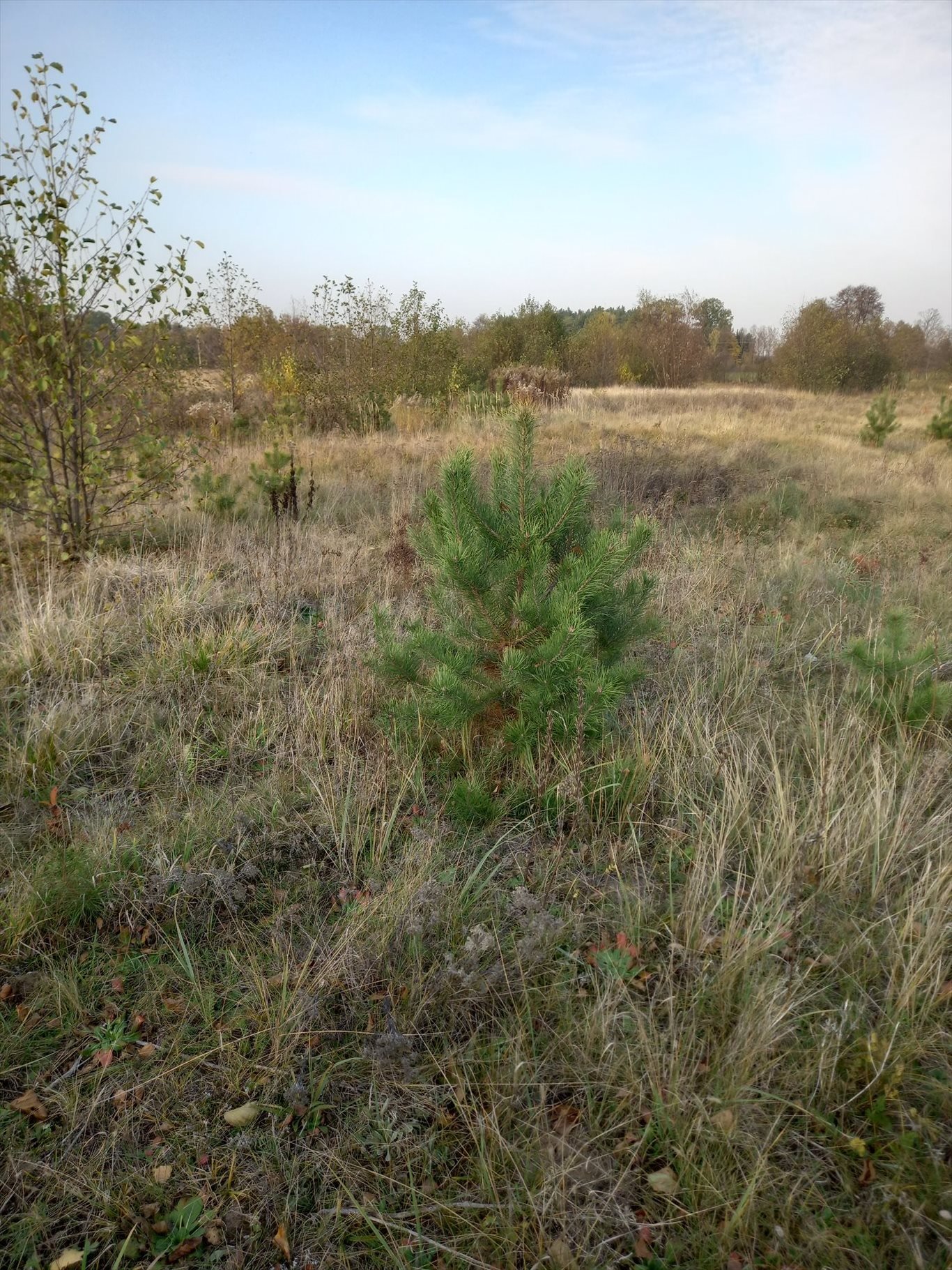 Działka rekreacyjna na sprzedaż Zatory, burlaki, polna  1 000m2 Foto 2