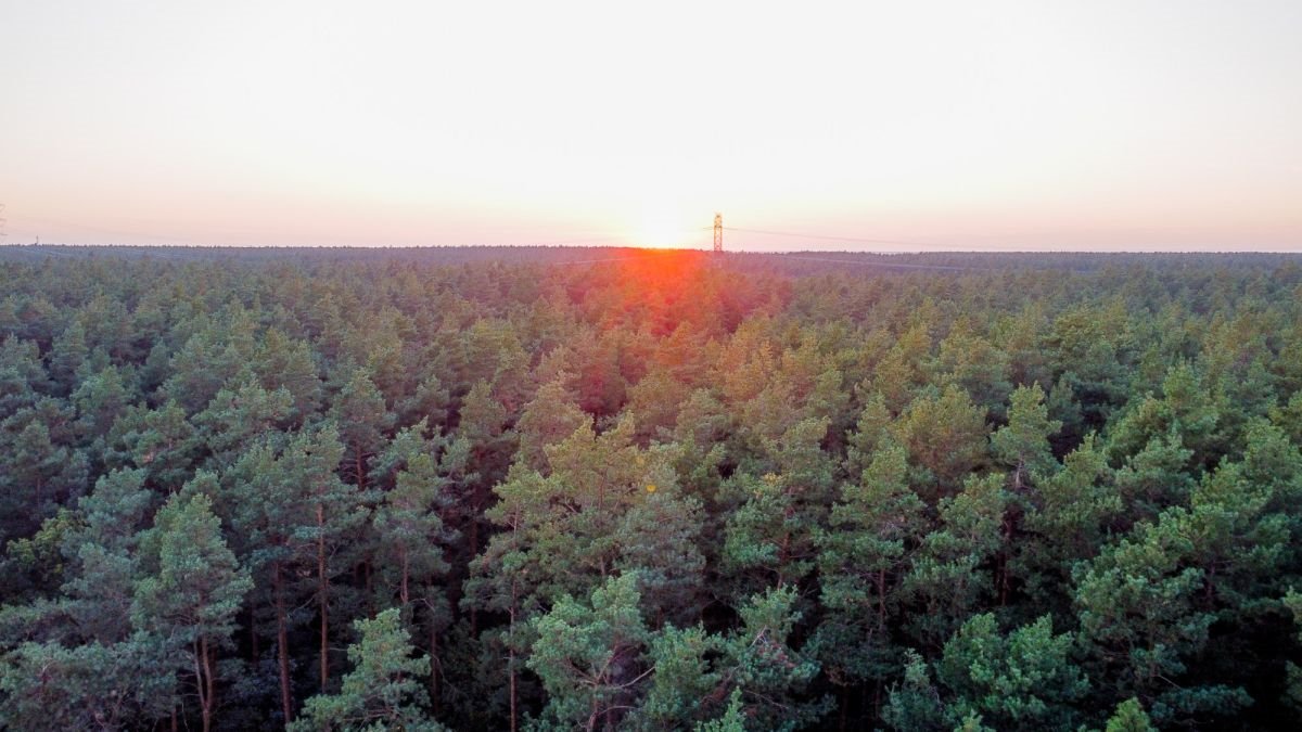 Działka budowlana na sprzedaż Trzcianka  25 988m2 Foto 11