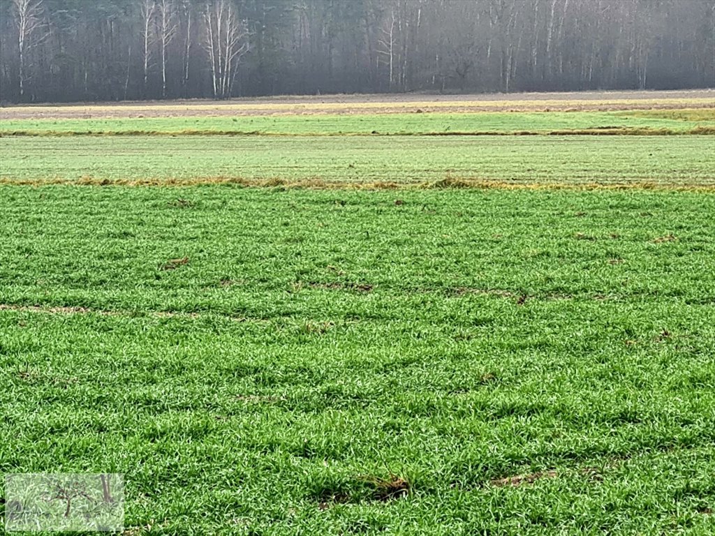 Działka budowlana na sprzedaż Gajówka, Gajówka  4 500m2 Foto 11